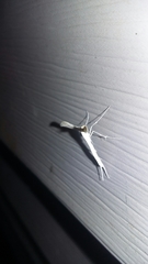 Hellinsia homodactylus