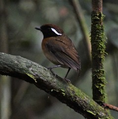 Chestnut-Belted Gnateater photo 2