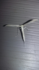 Hellinsia homodactylus