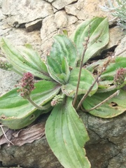 Plantago camtschatica