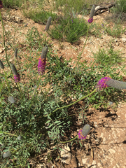 Dalea searlsiae