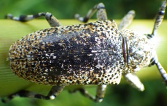 Coptops leucostictica