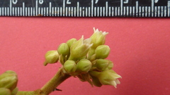 Thyrsodium spruceanum