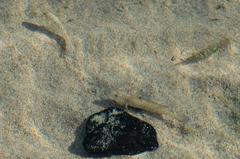 Pomatoschistus marmoratus