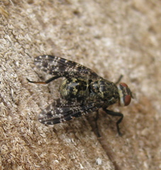 Platystoma
