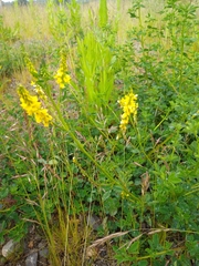 Melilotus altissimus