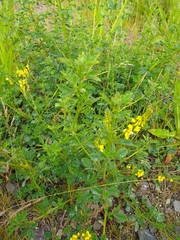 Melilotus altissimus