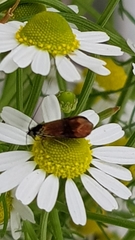 Nemophora fasciella