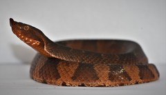 Bothrocophias hyoprora