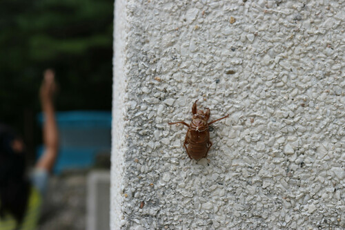 Eastern horse cicada photographed in North Korea
