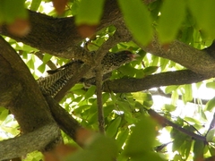 Eudynamys scolopaceus