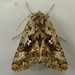 Hooked Silver Y Moth - Photo (c) Dick, some rights reserved (CC BY-NC-SA)
