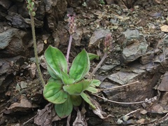 Plantago camtschatica