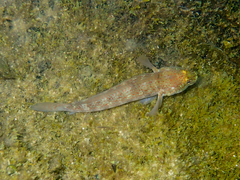 Gobius xanthocephalus