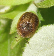 Hypocassida
