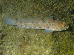 Gobius xanthocephalus