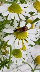 Nemophora fasciella