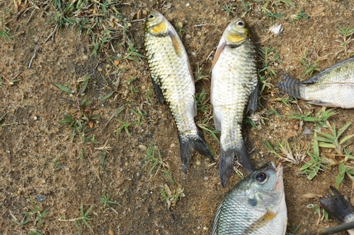 Olive barb (Systomus sarana) — Cyprinidae — 4