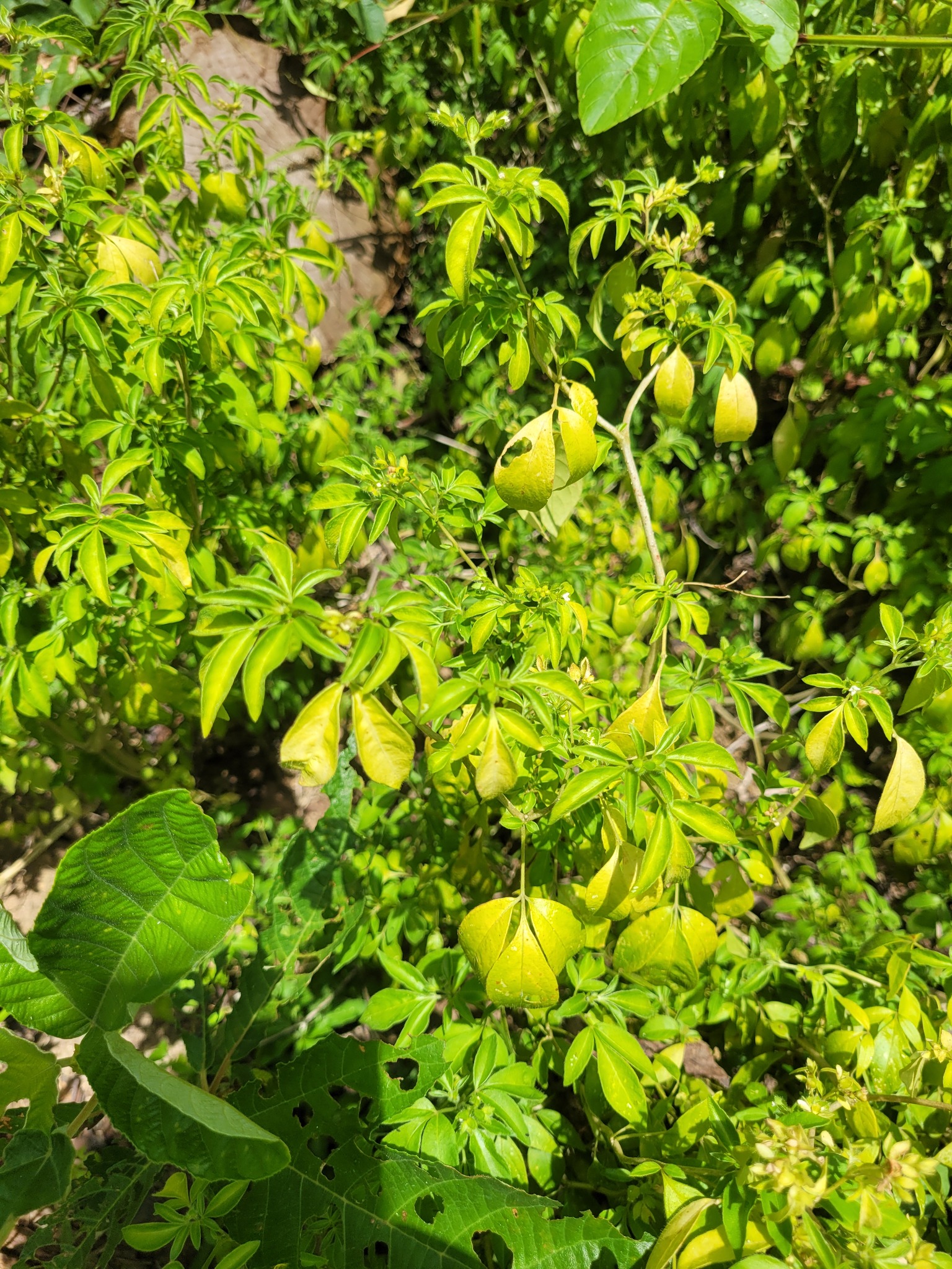 Ertela trifolia