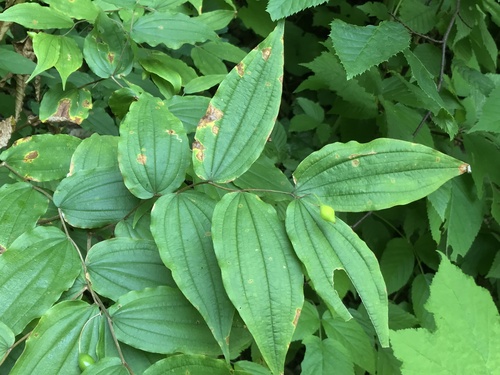 Image of Prosartes lanuginosa by (c) Mark Eanes, some rights reserved (CC BY)