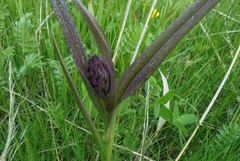 Dactylorhiza incarnata cruenta
