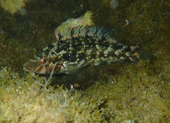 Symphodus cinereus