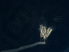 Spermospora