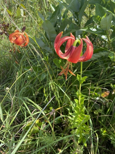 Image of Lilium pyrophilum by no rights reserved
