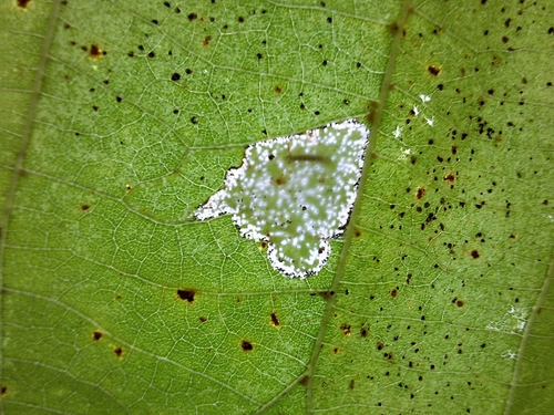 Basswood Miner Moth photo 5