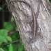 Bahaman Brown Anole - Photo (c) John Sullivan, some rights reserved (CC BY-NC), uploaded by John Sullivan