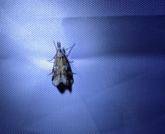 Alpheias transferens