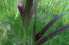 Dactylorhiza incarnata cruenta