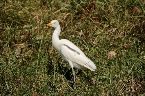 Western Cattle-Egret photographed in Indiana