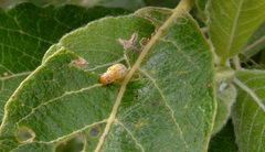 Calligrapha multipunctata