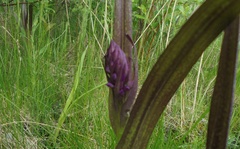 Dactylorhiza incarnata cruenta