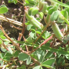 Oxalis albicans
