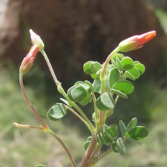 Oxalis albicans