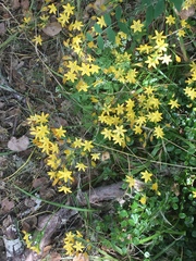 Triteleia ixioides ixioides