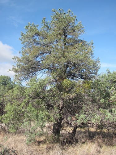 Mexican pinyon
