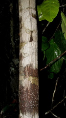 Thyrsodium spruceanum