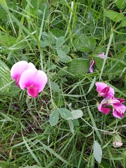 Lathyrus grandiflorus