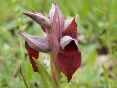 Serapias cordigera