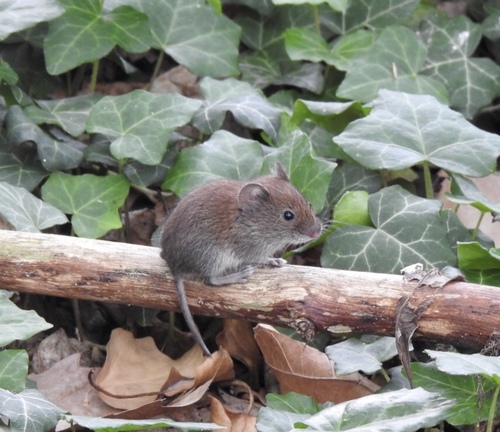 Bank Vole