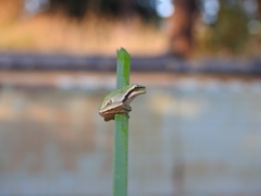 Hyla molleri