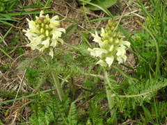 Pedicularis comosa