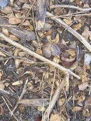 Cornu aspersum