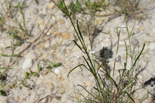 Image of Leavenworth's tickseed by (c) Kristály Cravens-Liszak, some rights reserved (CC BY)