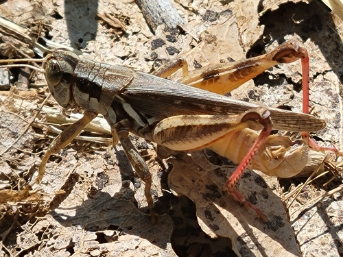 Narrow-winged Spur-throat Grasshopper photo 6