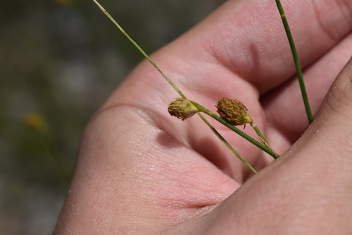 Image of Fuirena scirpoidea by (c) Kristály Cravens-Liszak, some rights reserved (CC BY)