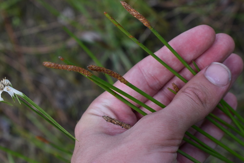 Gulf Coast Spikerush (Eleocharis cellulosa)